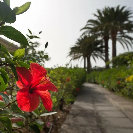 En Maspalomas, Melocotones * 普拉亚戴尔雷安格莱斯