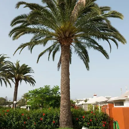 En Maspalomas, Melocotones Nyaraló